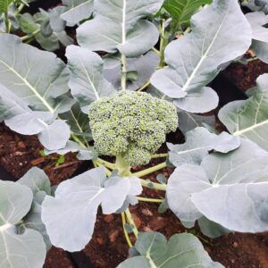 Broccoli