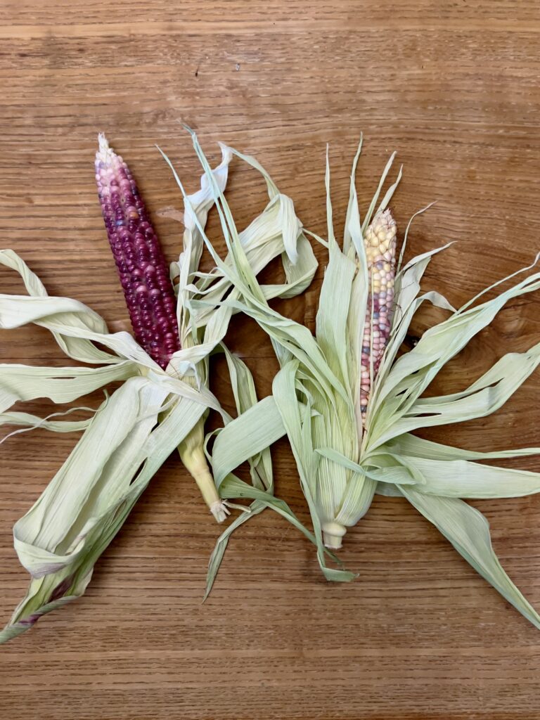 Gem corn on a wooden table