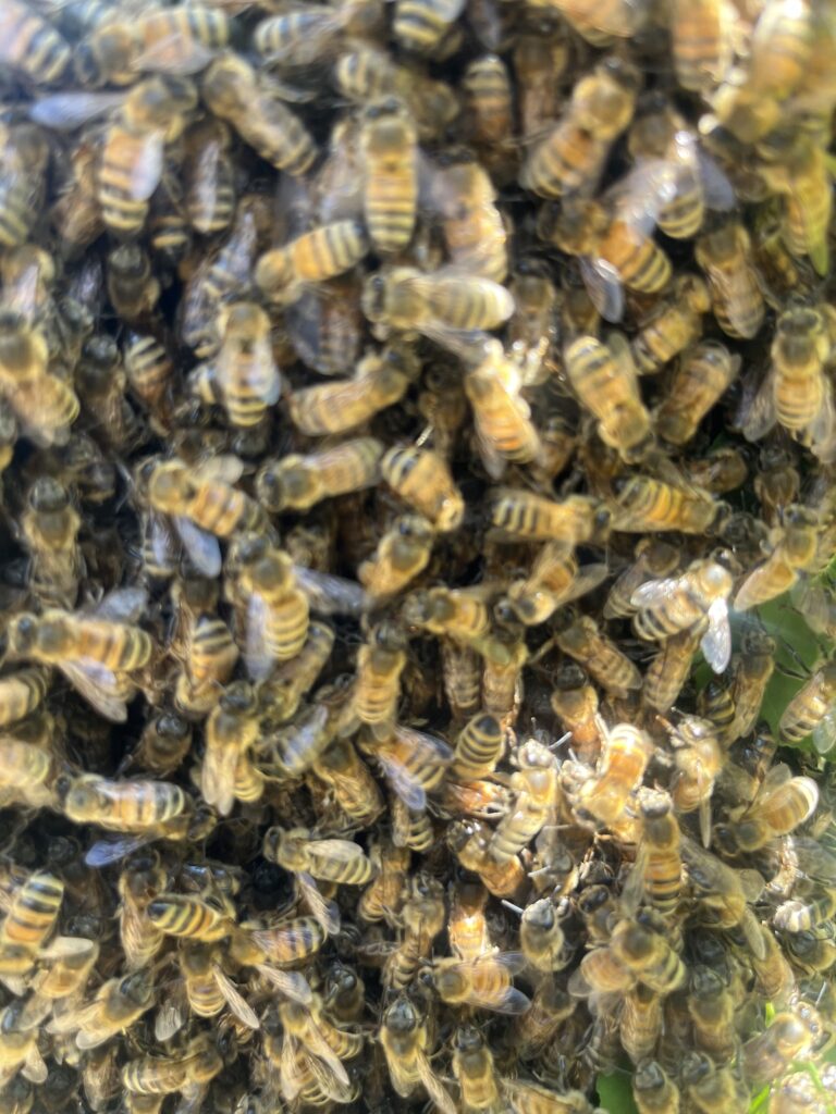 Honeybees in their hive