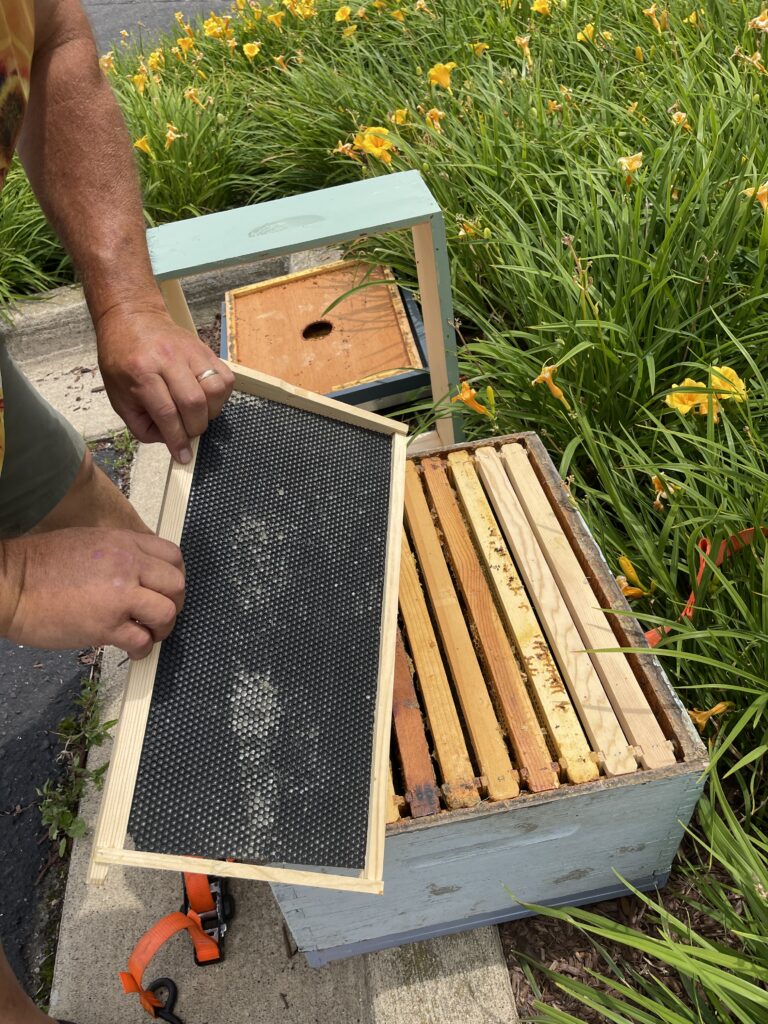 Beekeeper's hive